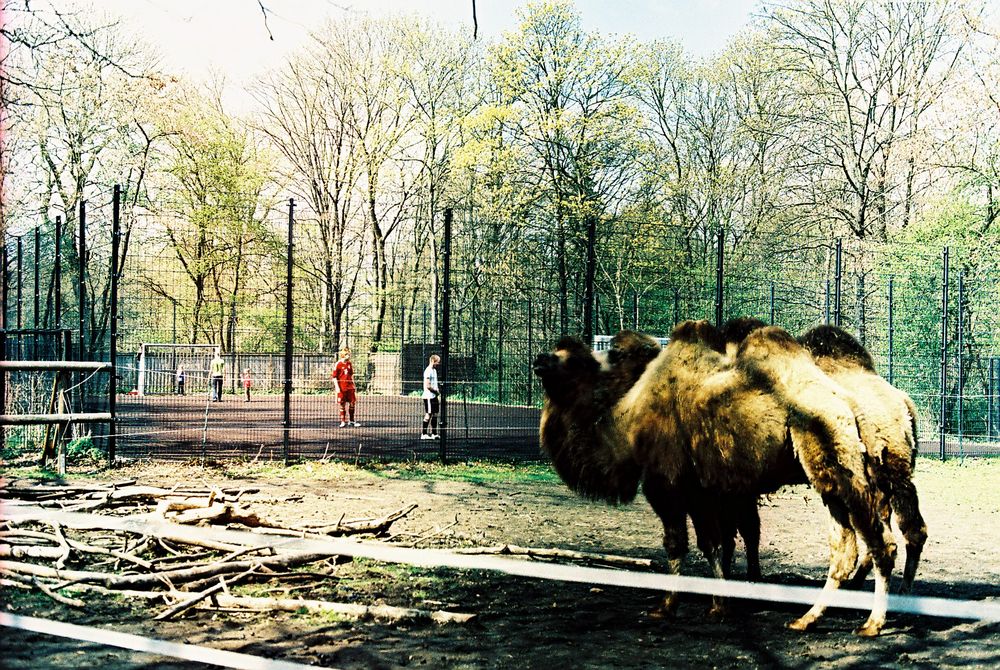 zoo and soccer von F.P.I.B. 