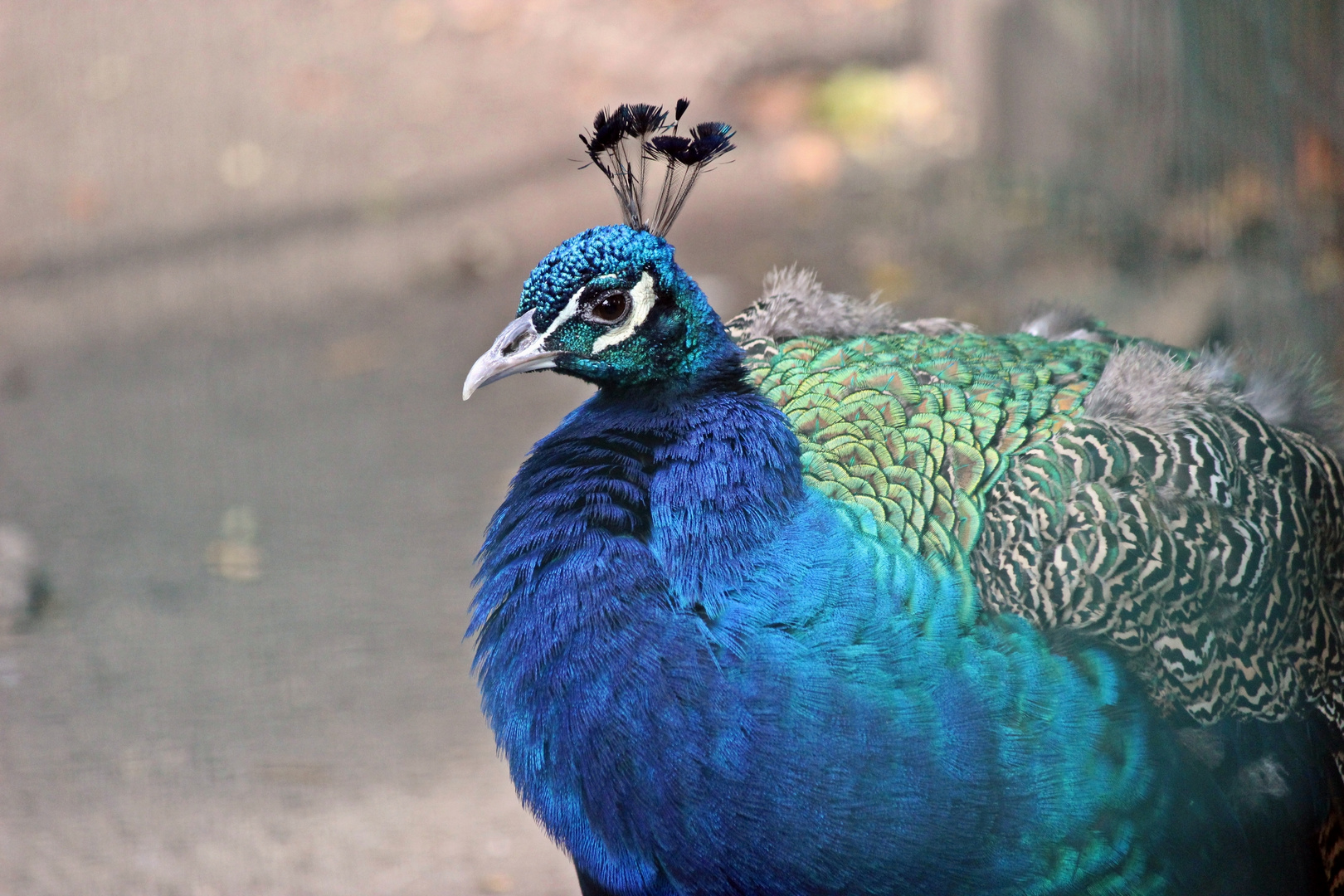 Zoo Aschersleben