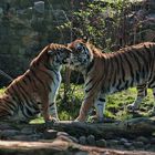 Zoo Aschersleben - Sibirische Tiger - Frühlingsgefühle