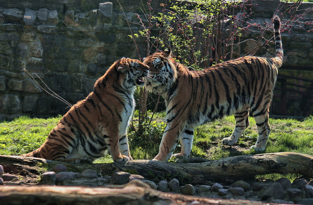 Zoo Aschersleben - Sibirische Tiger - Frühlingsgefühle
