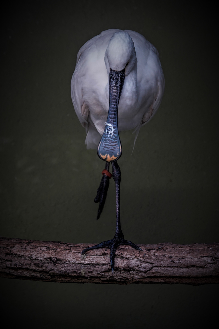 Zoo Augsburg (02)