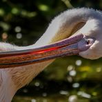 Zoo Augsburg (08)