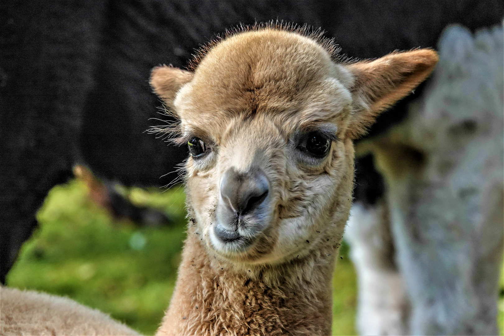 Zoo Augsburg (13)