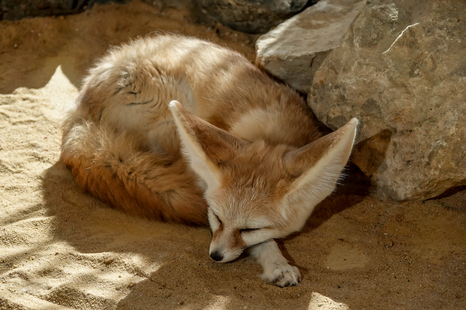 Zoo Augsburg (14)