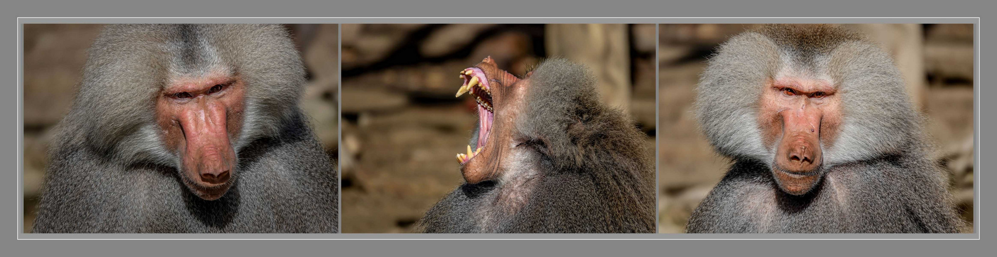 Zoo Augsburg (15)