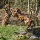 Zoo Augsburg