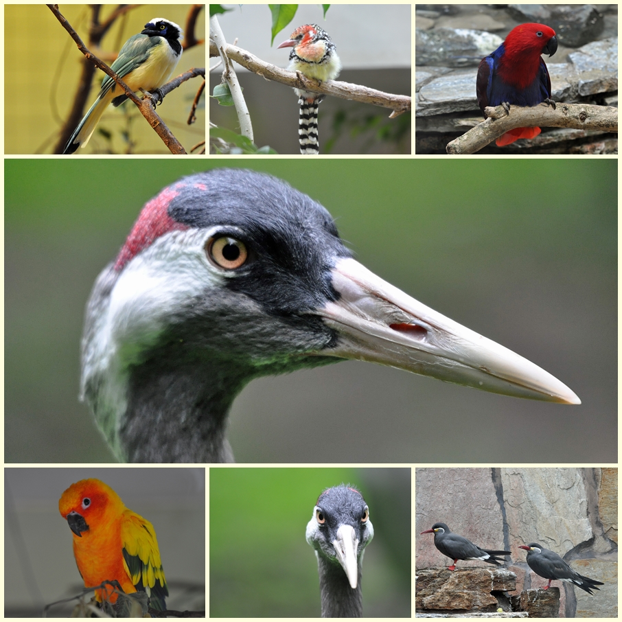 Zoo Augsburg Collage 2