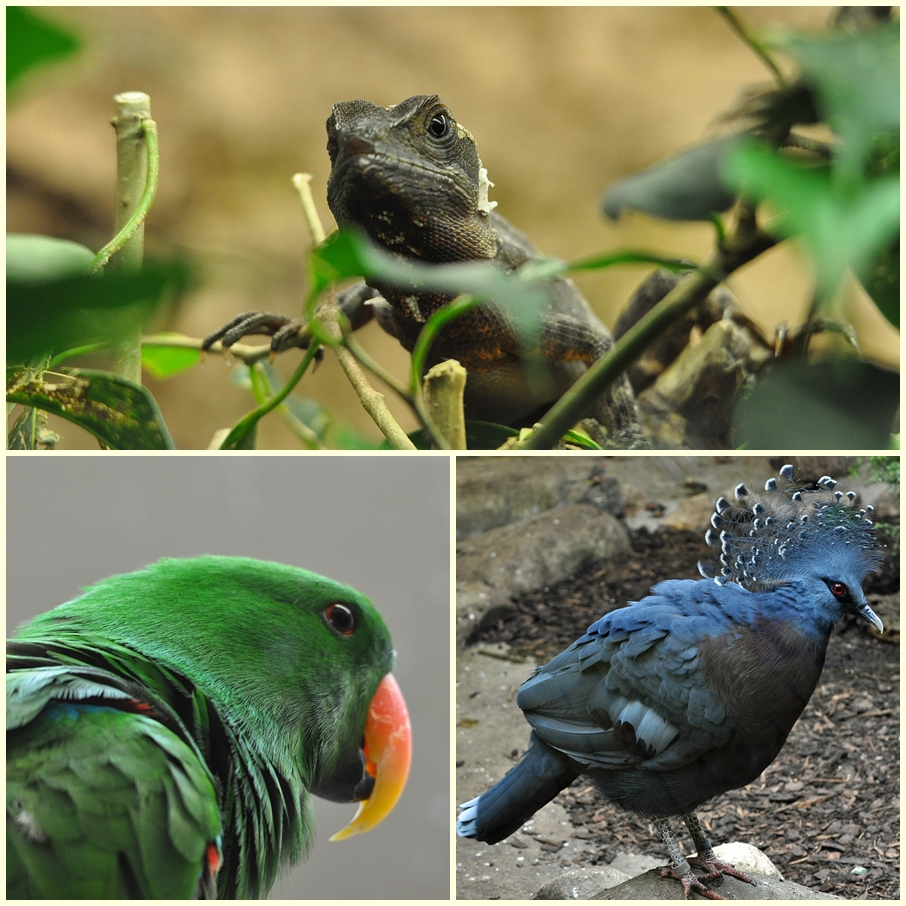 Zoo Augsburg Collage 3