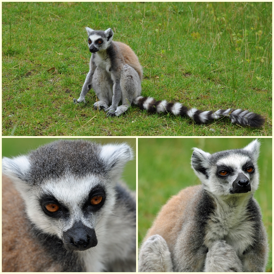 Zoo Augsburg Collage 4