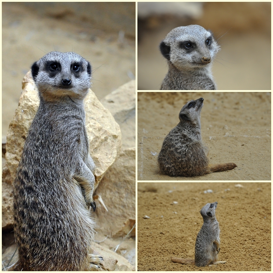 Zoo Augsburg Collage 5