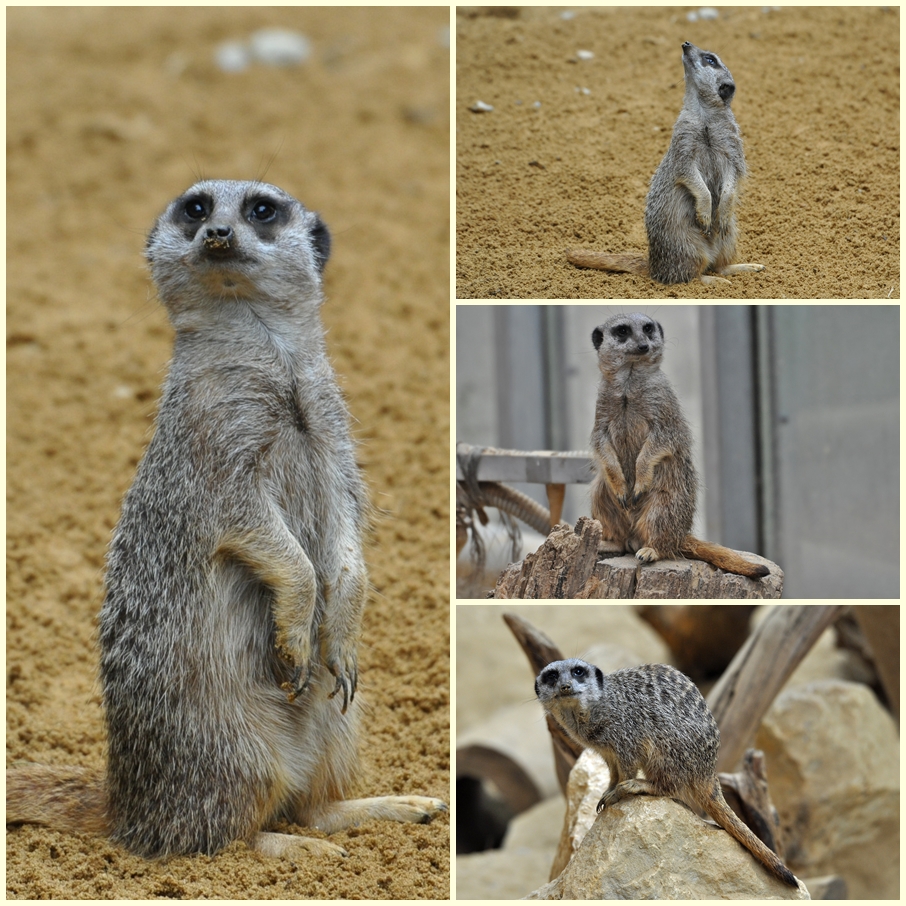 Zoo Augsburg Collage 6