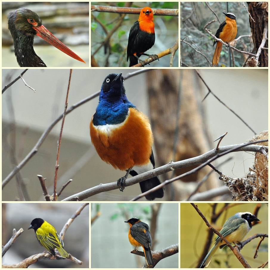 Zoo Augsburg Collage1