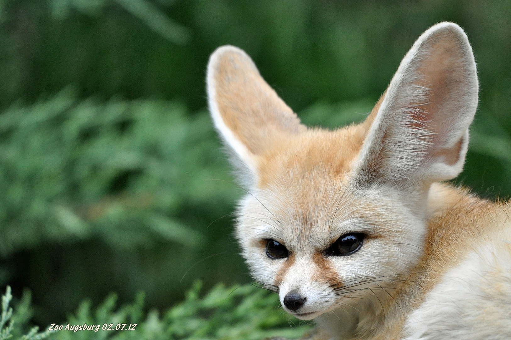 Zoo Augsburg Einzelbild 8