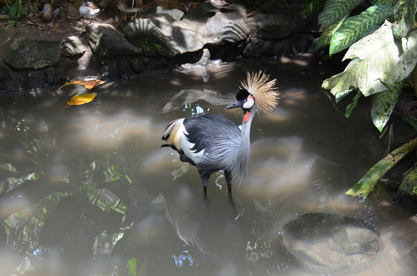 Zoo Bali