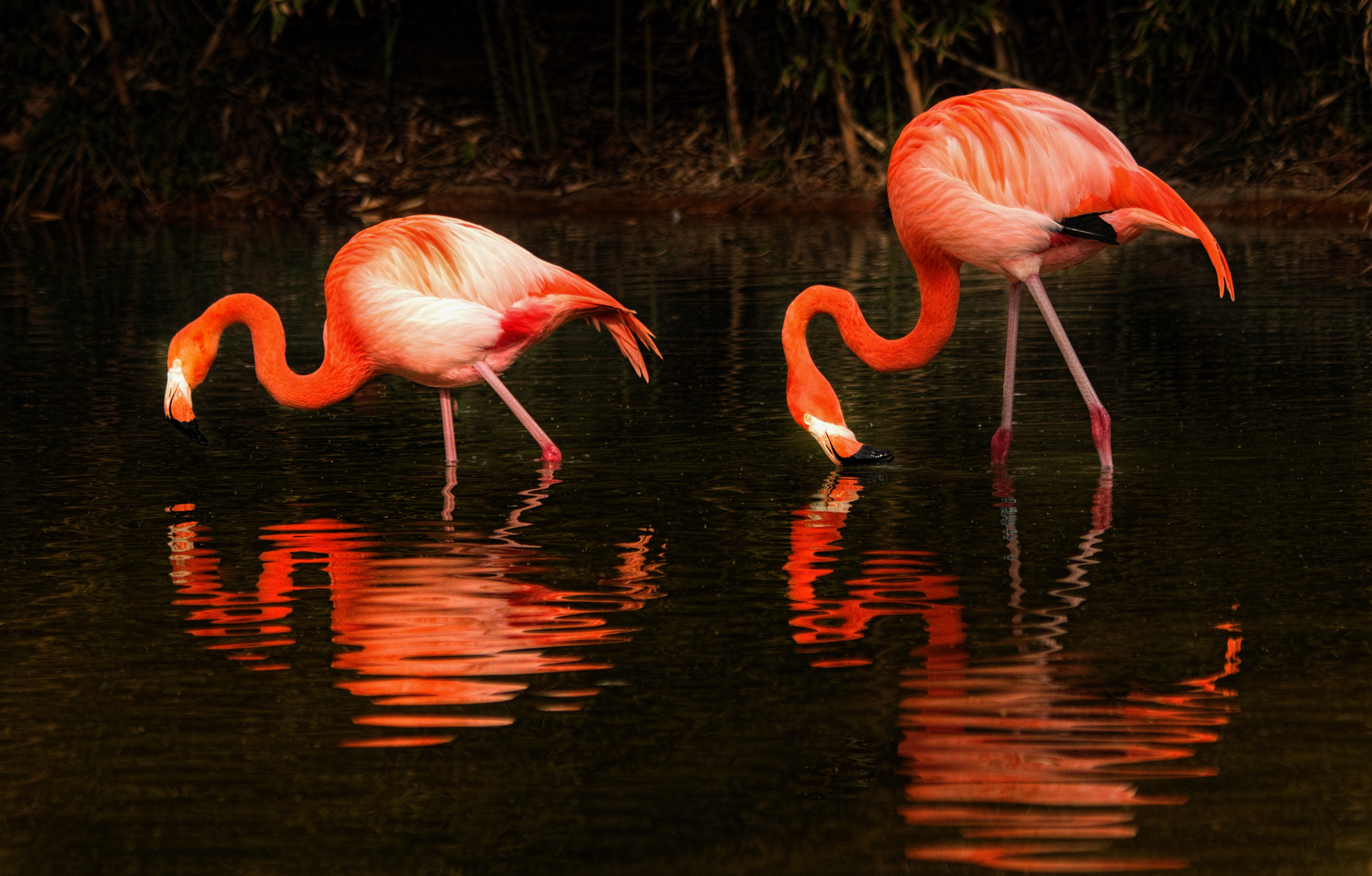 Zoo Barcelona Flamingos