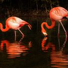 Zoo Barcelona Flamingos