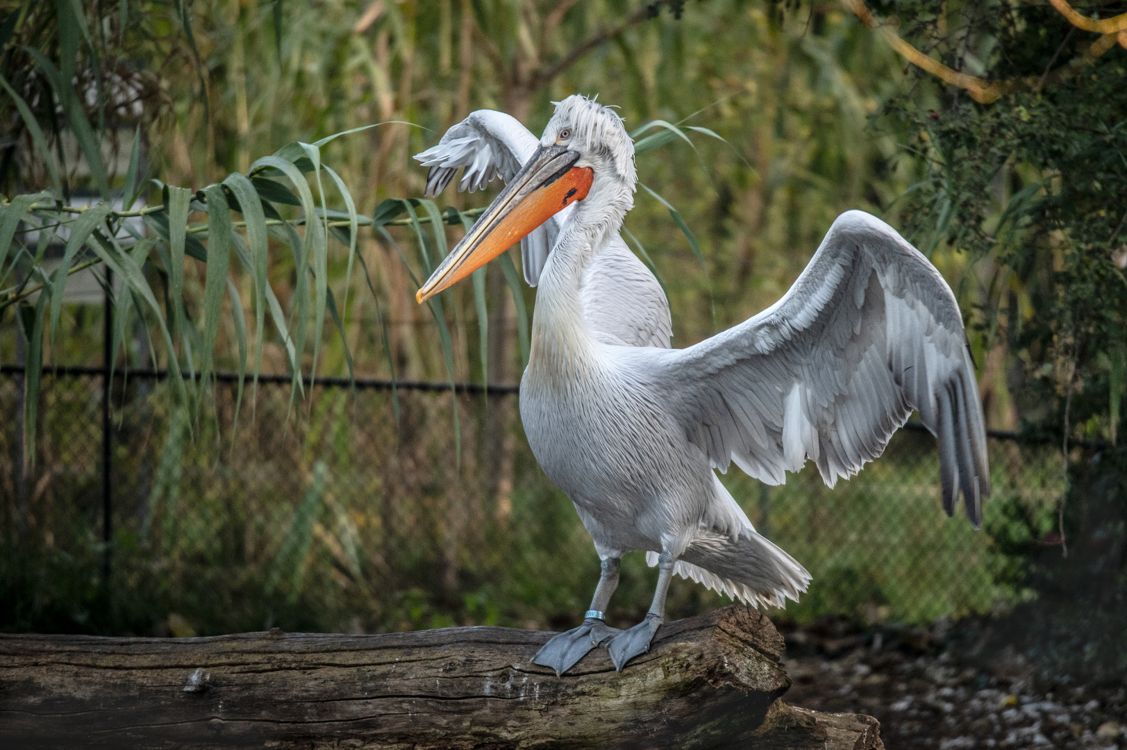 Zoo Basel 19