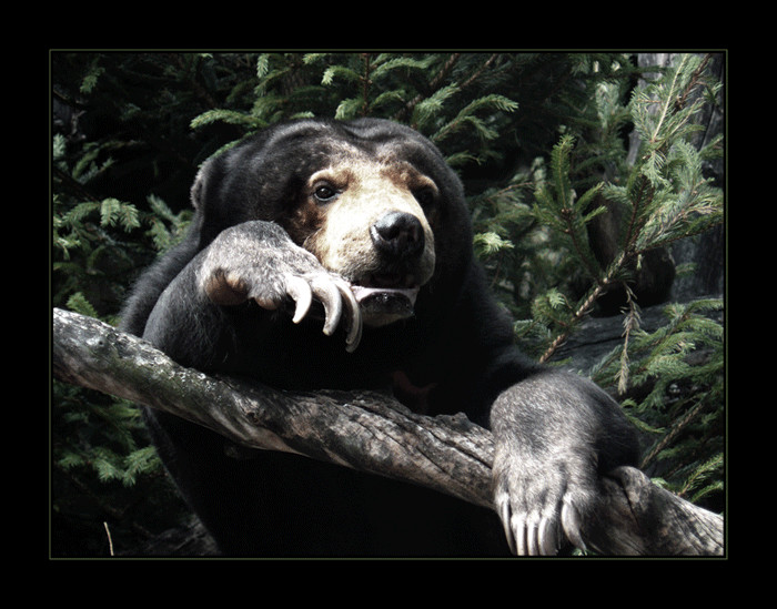 Zoo Basel