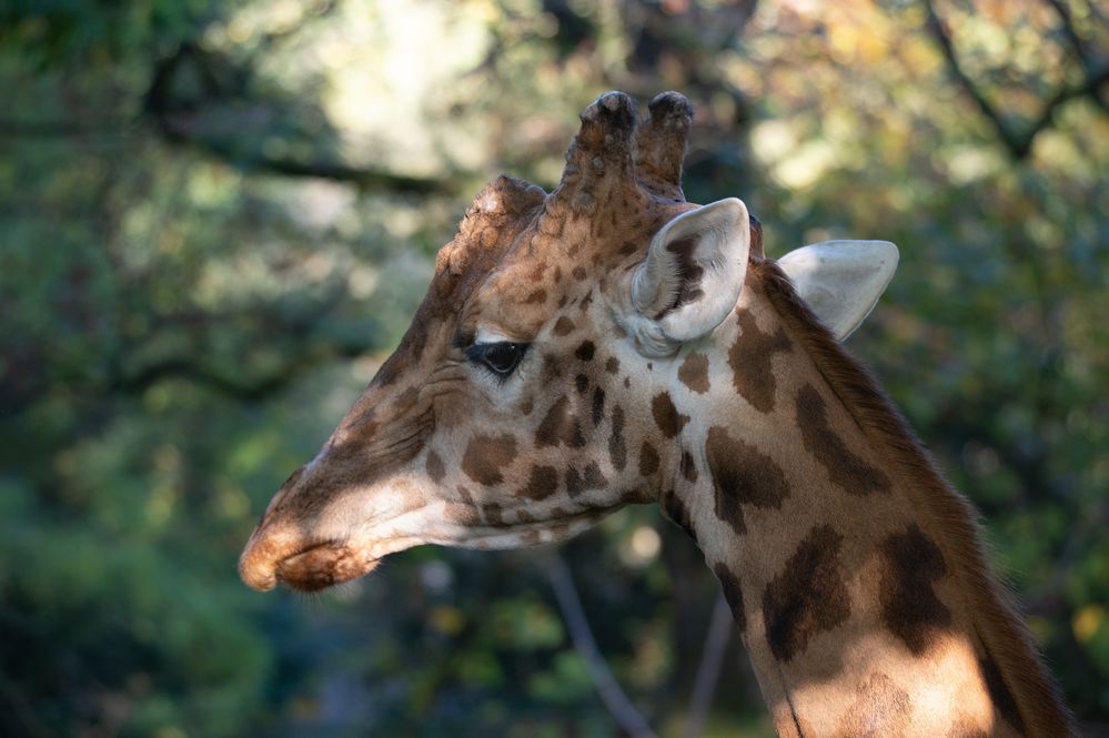 Zoo Basel 22