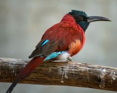 Zoo Basel