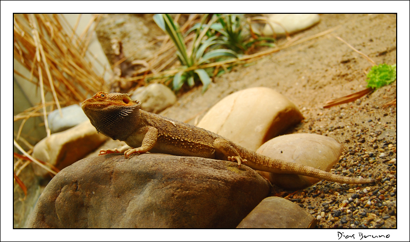 Zoo Basel