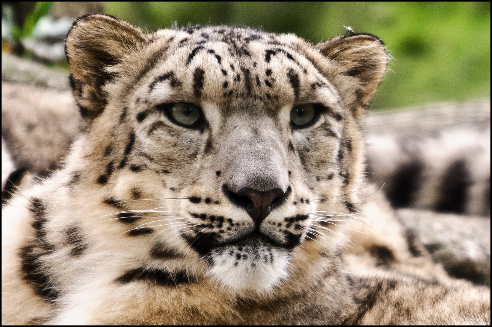 Zoo Basel Schneeleopard