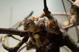  Zoo Basel -  Wüstenmäuse 