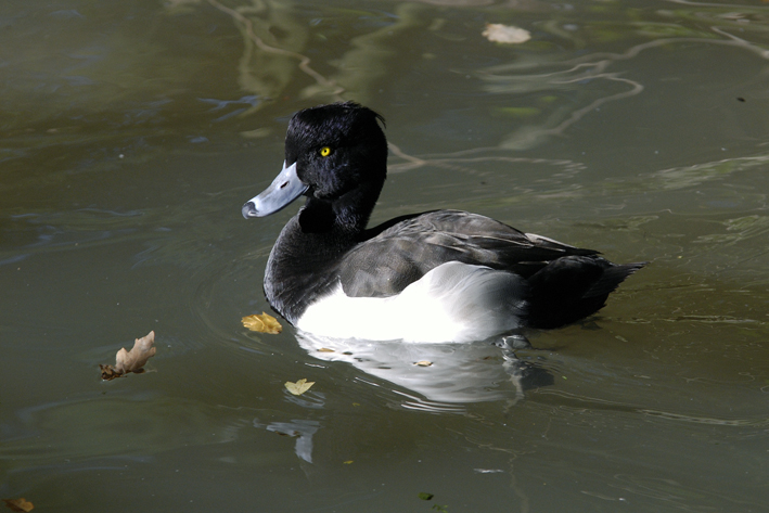 zoo beauval