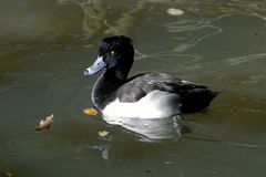 zoo beauval