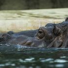 Zoo Berlin 07