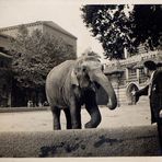 Zoo Berlin 1935