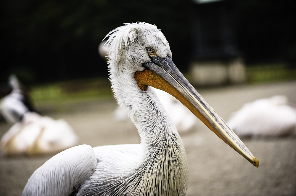 Zoo Berlin