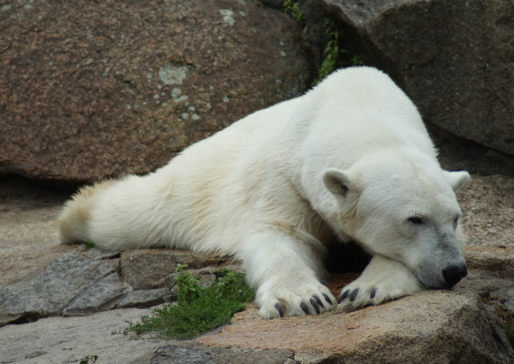 Zoo Berlin -2