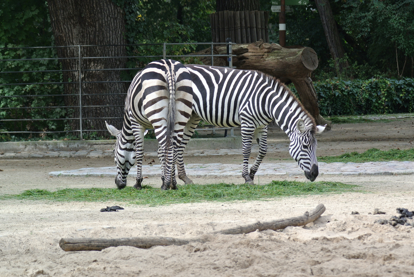 Zoo Berlin