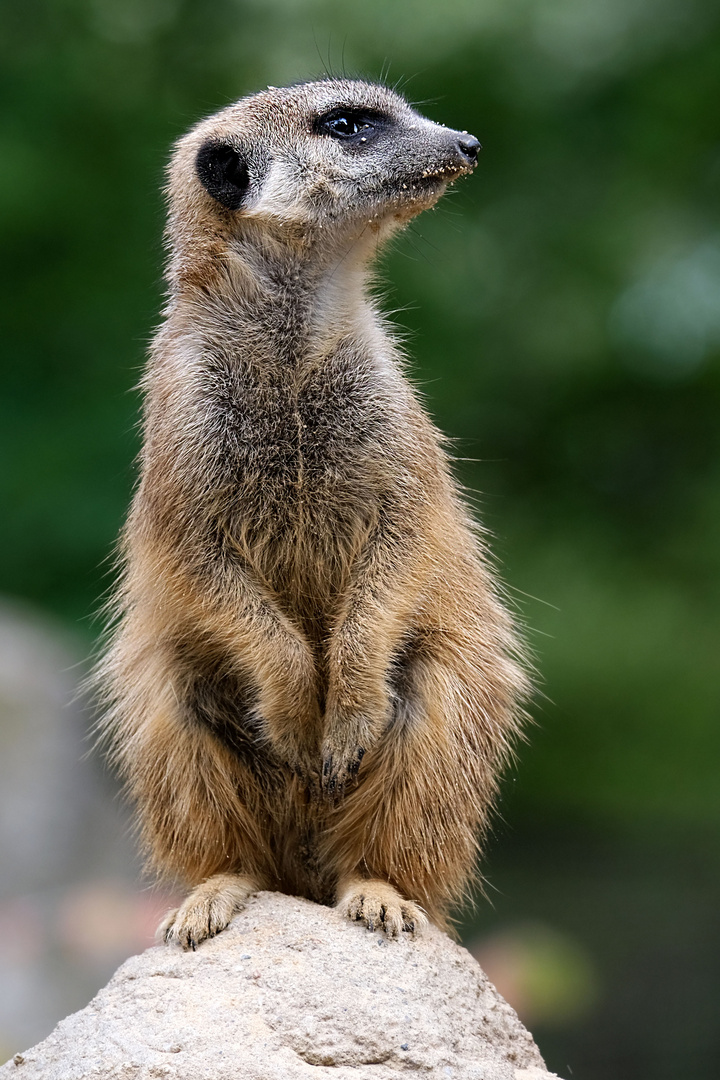 Zoo Berlin