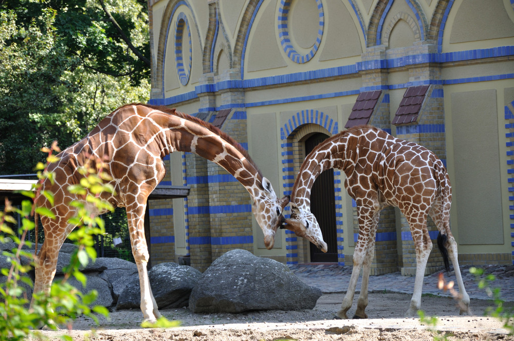 Zoo Berlin