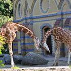 Zoo Berlin