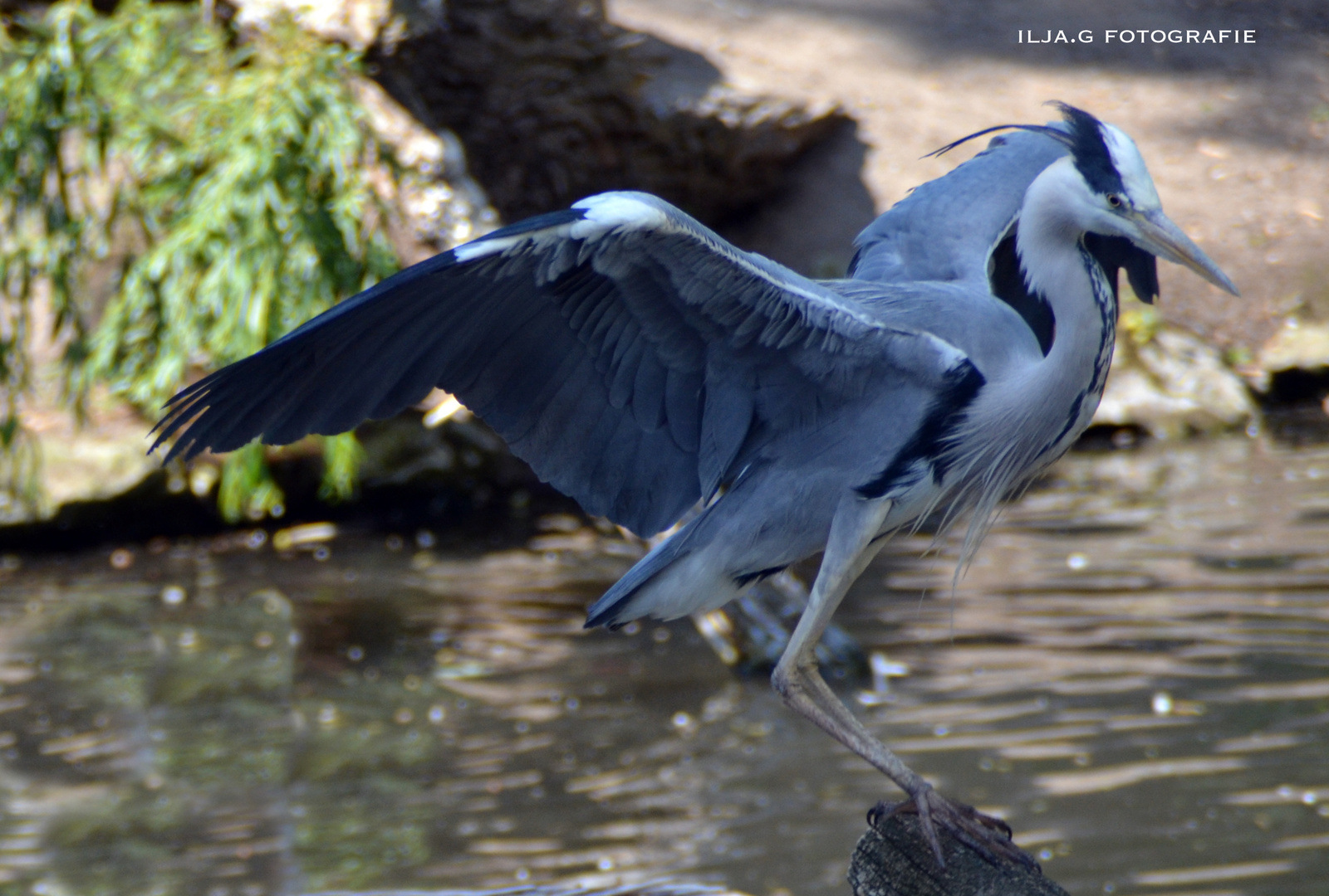 Zoo Berlin