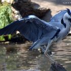 Zoo Berlin