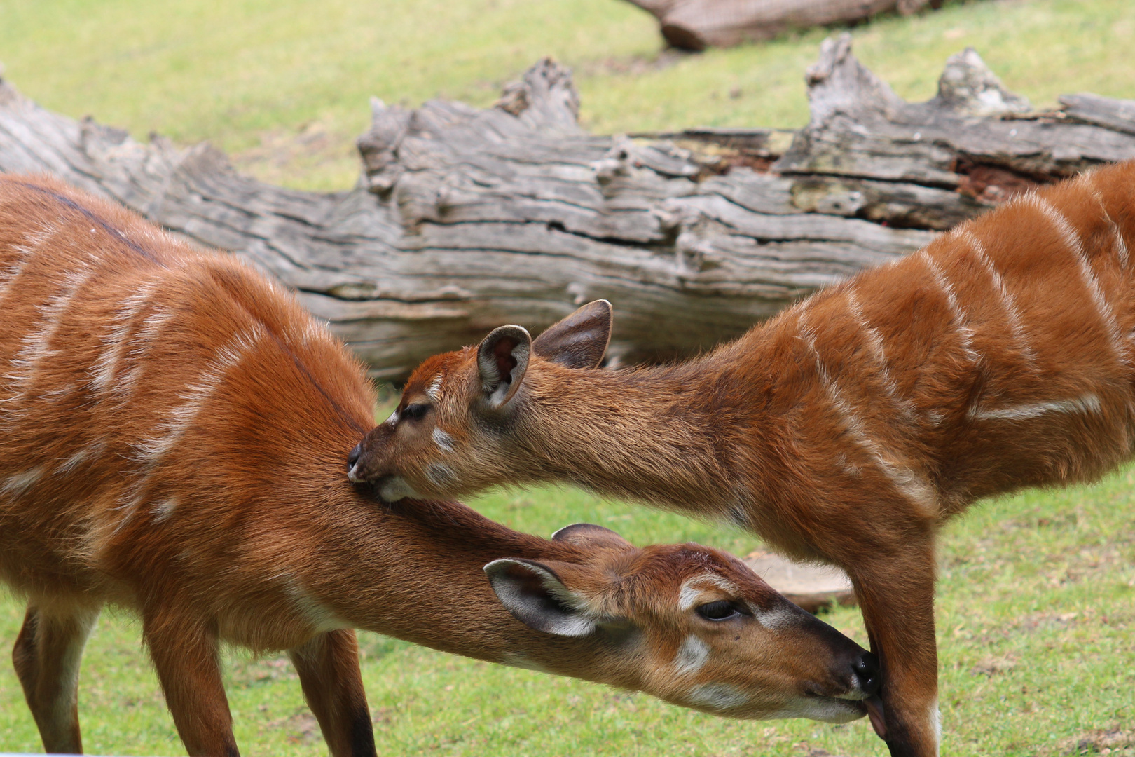 Zoo Berlin