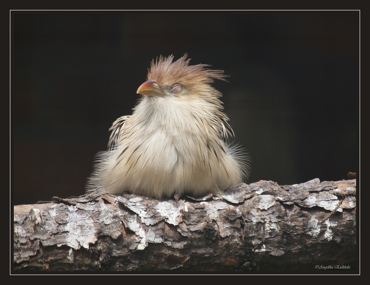 Zoo Berlin