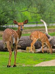 Zoo Berlin