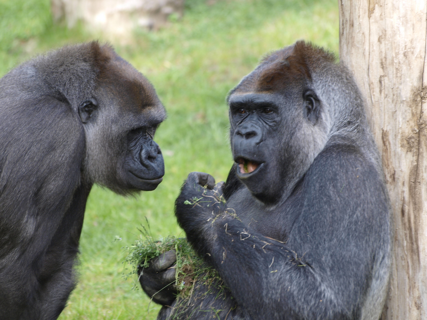 ..Zoo Berlin..