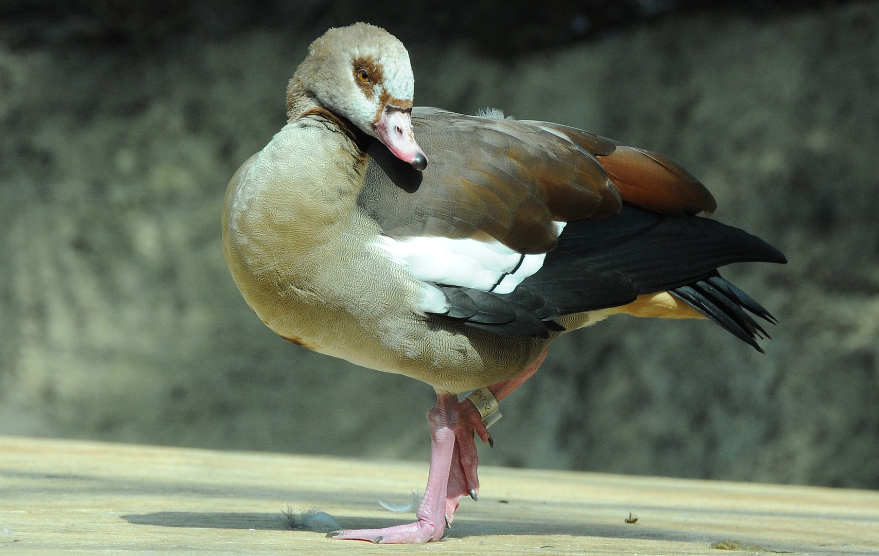 Zoo-Berlin