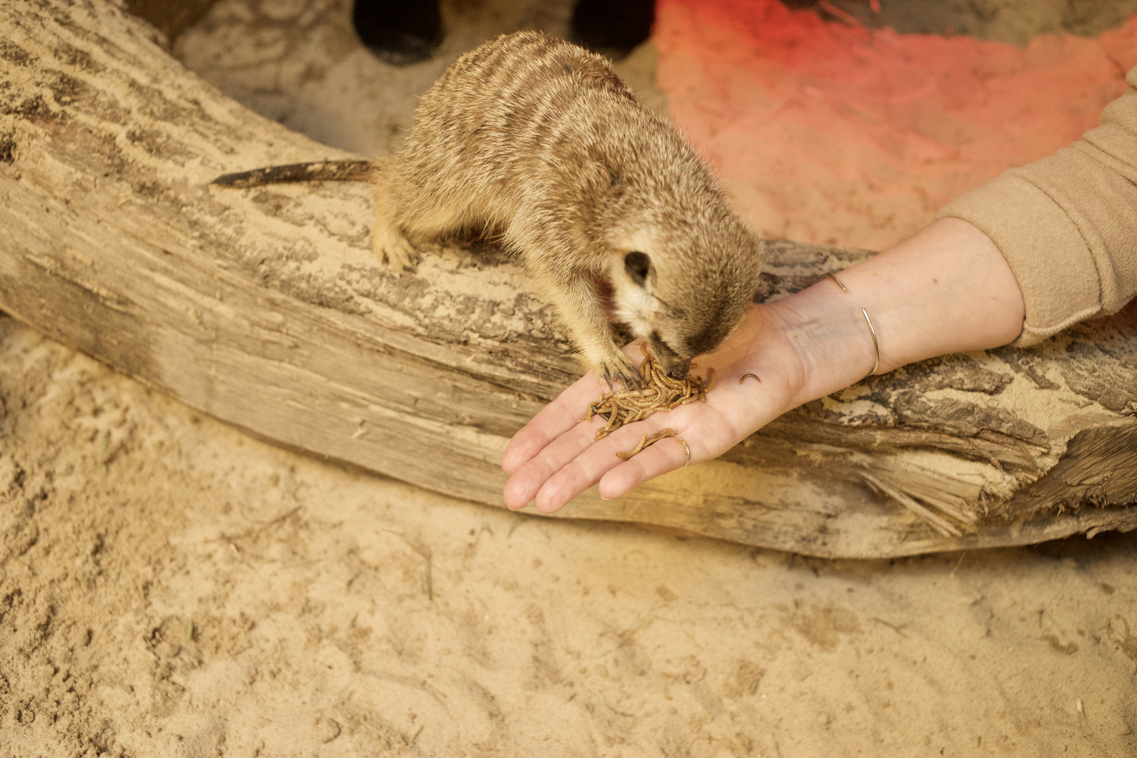 Zoo Berlin - Erdmännchen Fütterung.....................