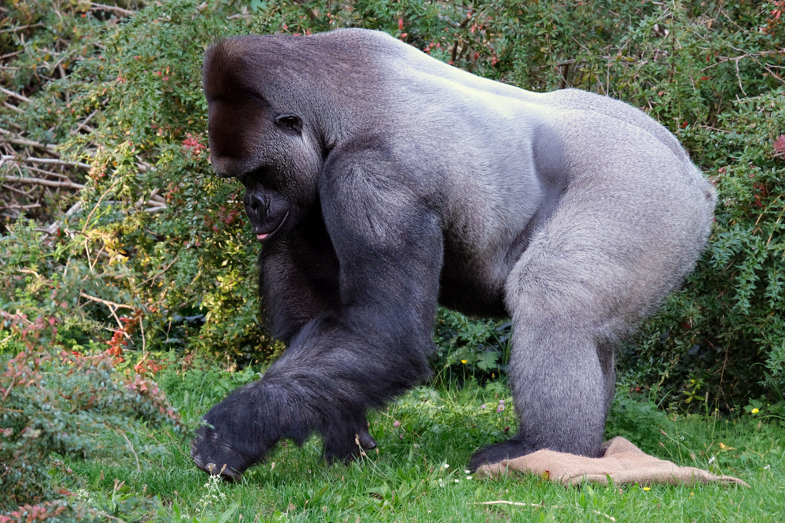 Zoo Berlin