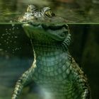 Zoo Berlin Krokodil