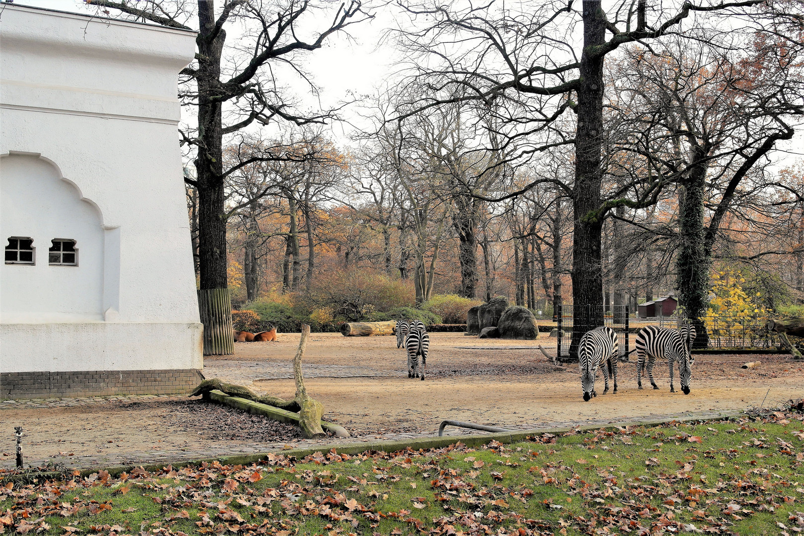  Zoo Berlin :Zebras streifen 