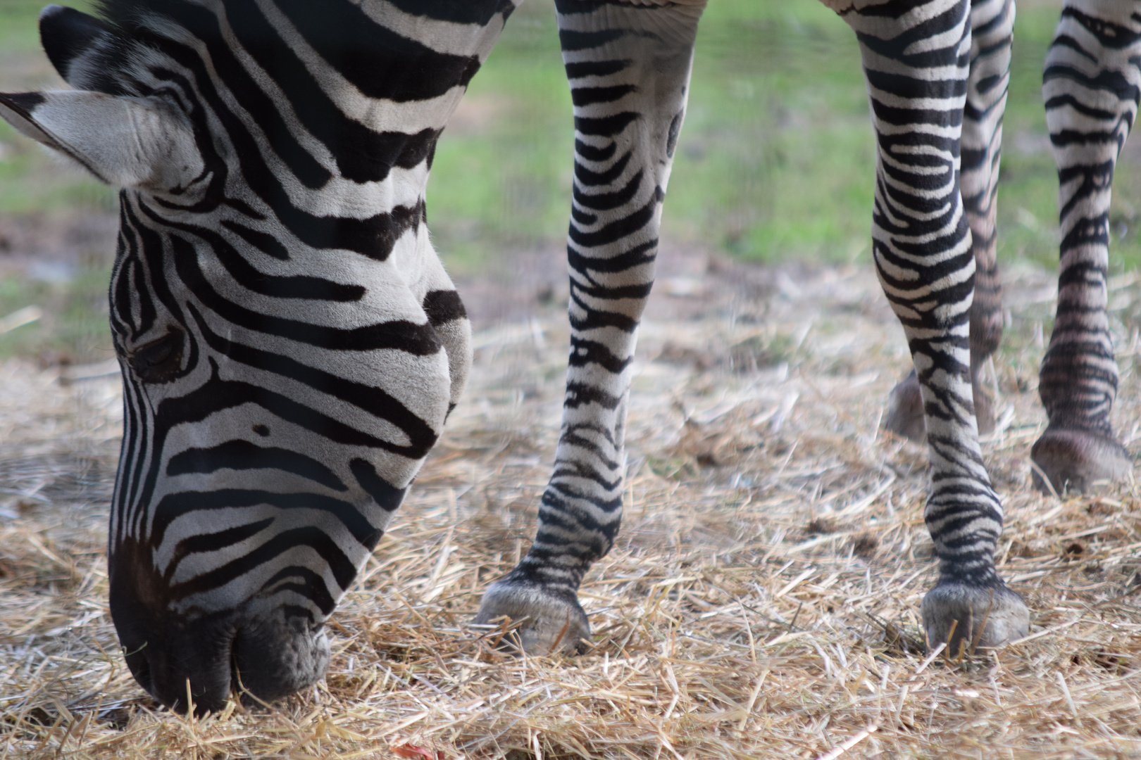 Zoo besuch 