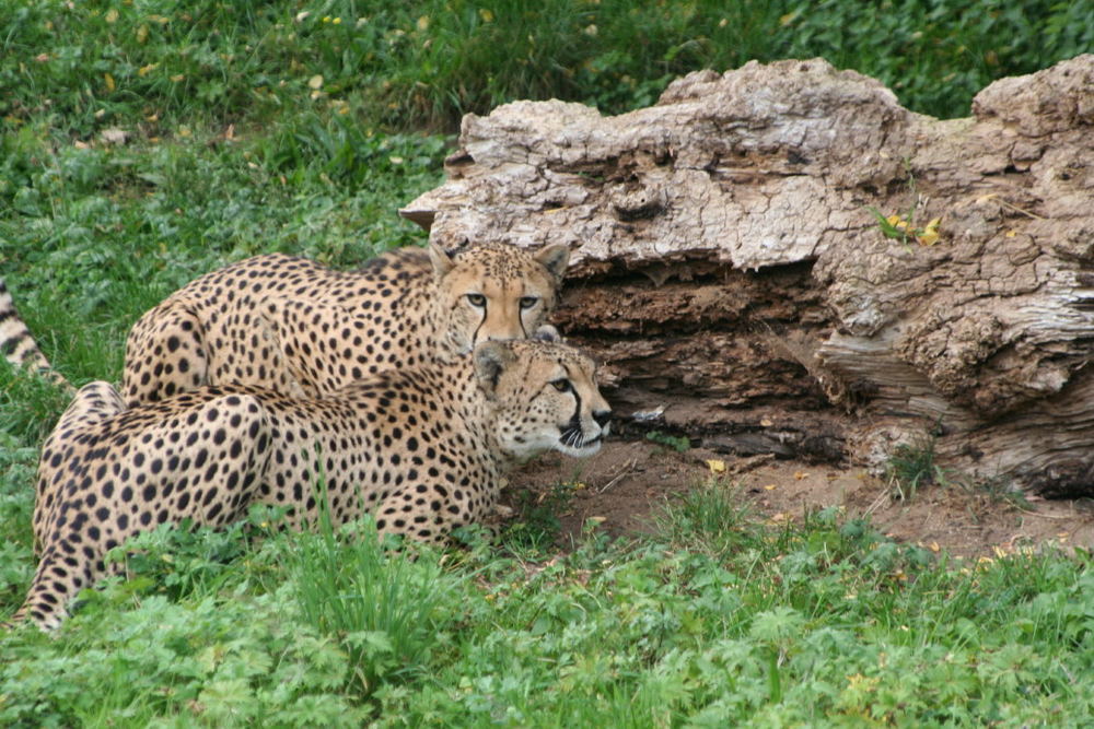 Zoo Besuch